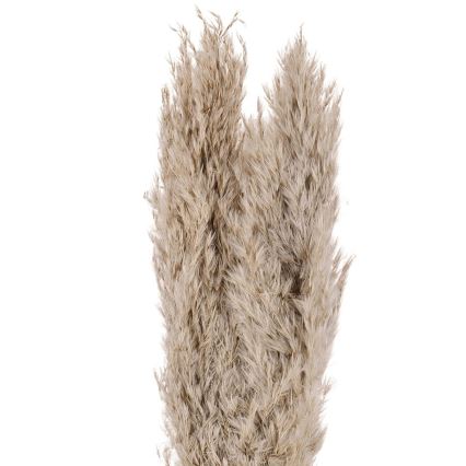 Eglo - Sušená květina 55 cm béžová