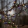 Eglo 472-53 - LED Venkovní vánoční řetěz BERRY MINI 700xLED/8 funkcí 14m multicolor IP44