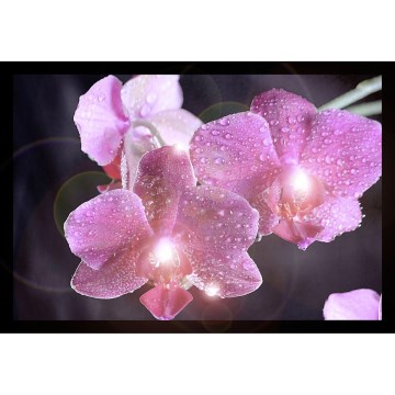 Eglo 75036 - LED svítící dekorační obraz ORCHIDS 4xLED/0,02W Eglo 75036 - LED svítící dekorační obraz ORCHIDS 4xLED/0,02W
