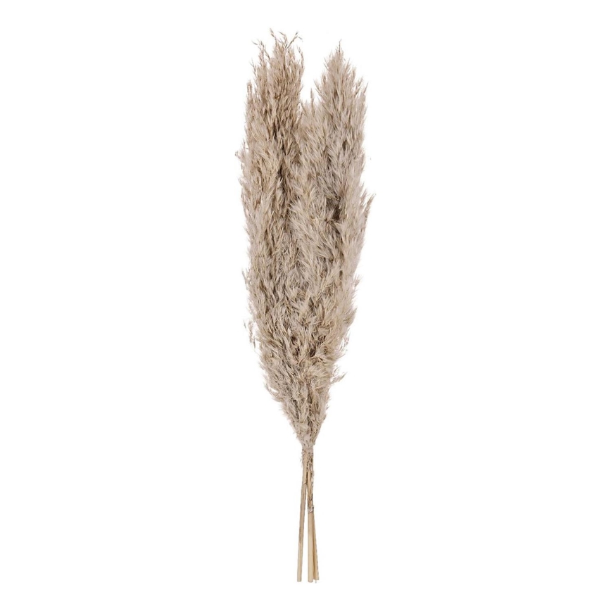 Eglo - Sušená květina 55 cm béžová