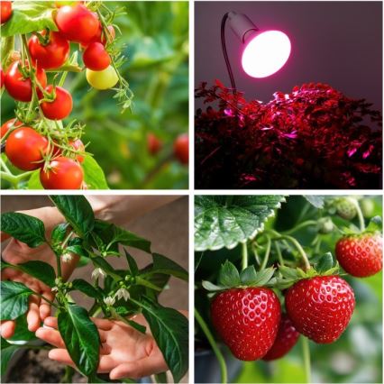 Flexibilní stolní lampa s klipem pro pěstování rostlin PLANTY 1xE27/30W/230V bílá
