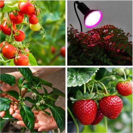 Flexibilní stolní lampa s klipem pro pěstování rostlin PLANTY 1xE27/30W/230V černá