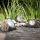 Globo - LED Dekorativní solární svítidlo 4xLED/0,06W/1,2V IP44 200 mAh