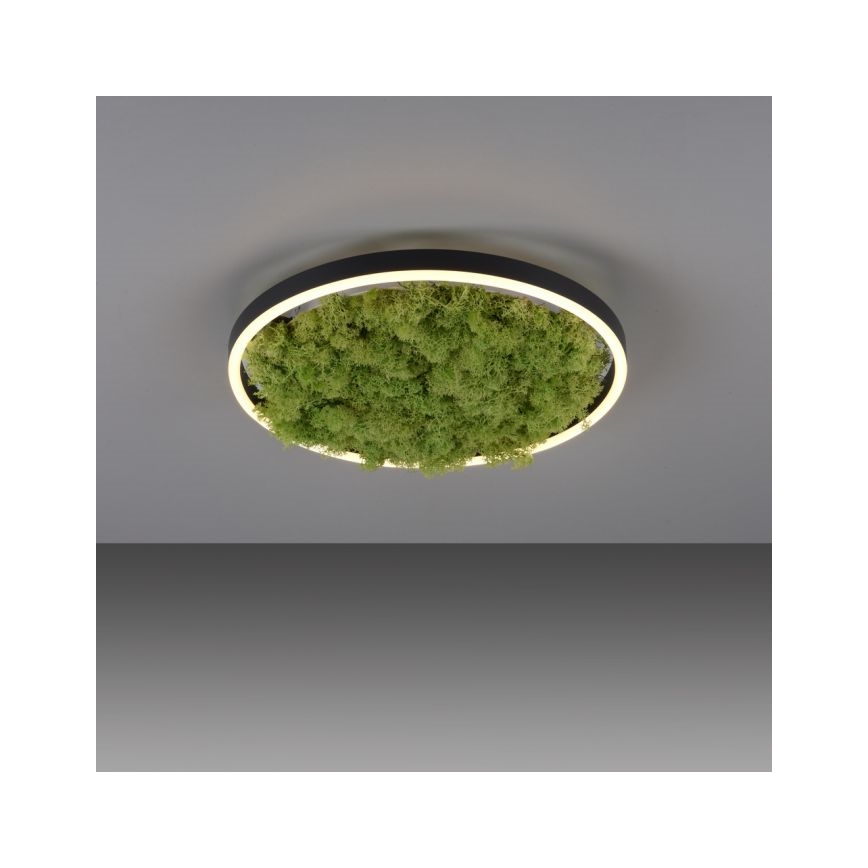 JUST LIGHT. 15391-66 - LED Stmívatelné stropní svítidlo GREEN RITU LED/20W/230V