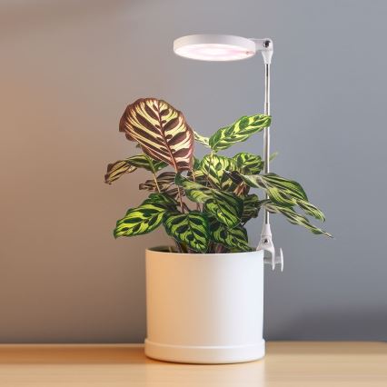LED Interiérová lampa pro pěstování rostlin LED/10W/5V 3200K