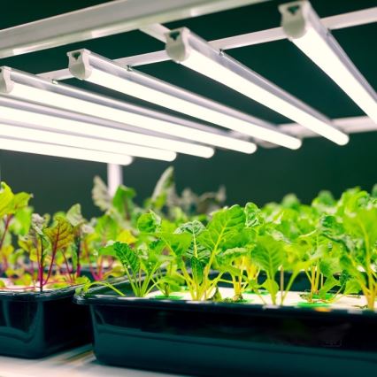 LED Podlinkové svítidlo pro pěstování rostlin GROWLY LED/9W/230V bílá