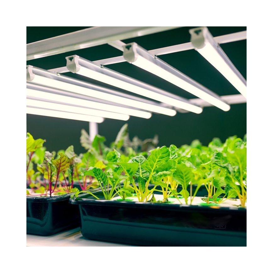 LED Podlinkové svítidlo pro pěstování rostlin GROWLY LED/9W/230V bílá