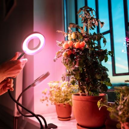LED Stmívatelná flexibilní stolní lampa s klipem pro pěstování rostlin VITARO 2xLED/4W/230V černá