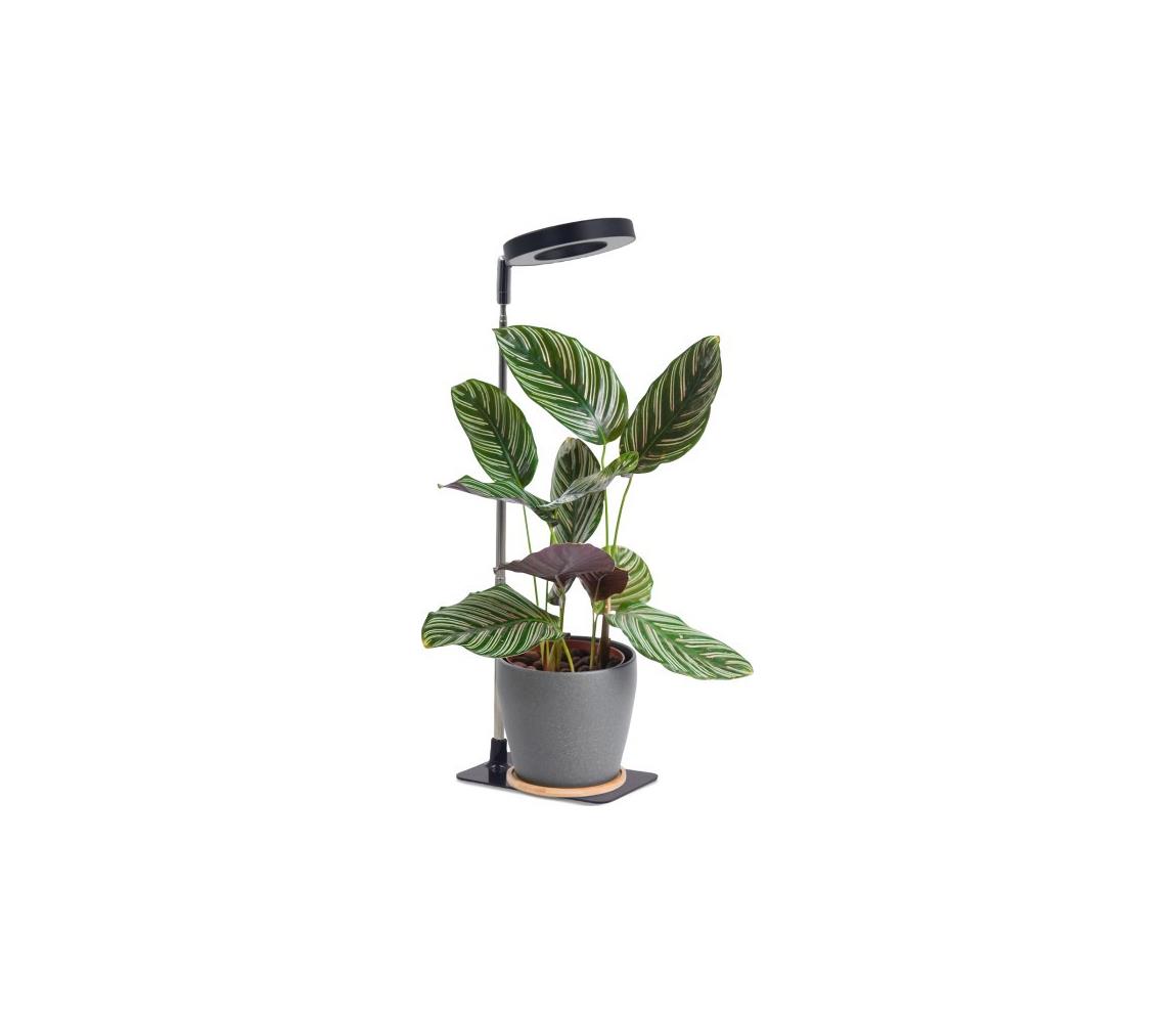 LED Stmívatelná stolní lampa pro pěstování rostlin VERDI LED/5W/5V 1300K černá 004321 – Alasans