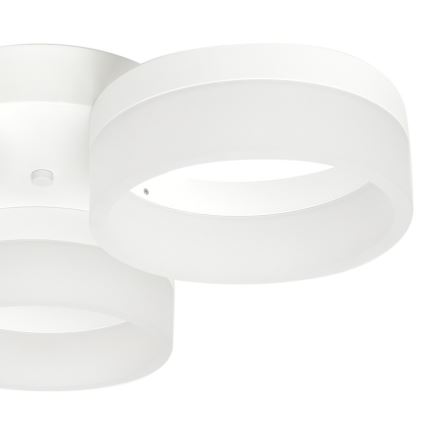 LED Stropní svítidlo RING 3xLED/12W/230V bílé