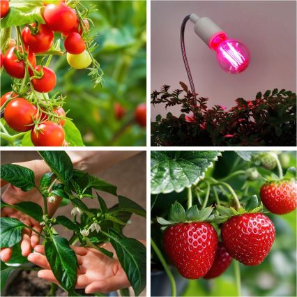 LED Žárovka pro růst rostlin VITABLOOM E27/8W/230V 1200K - Brilagi