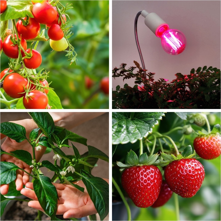LED Žárovka pro růst rostlin VITABLOOM E27/8W/230V 1200K - Brilagi