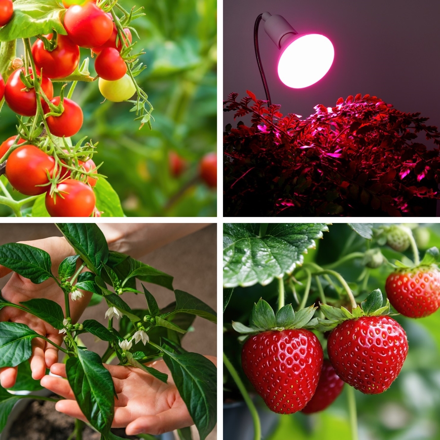 LED Žárovka pro růst rostlin VITABLOOM E27/9W/230V 1200K bílá - Brilagi