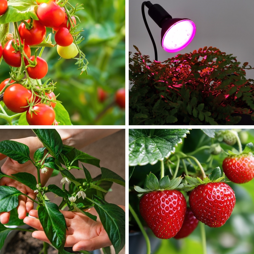 LED Žárovka pro růst rostlin VITABLOOM E27/9W/230V 1200K černá - Brilagi