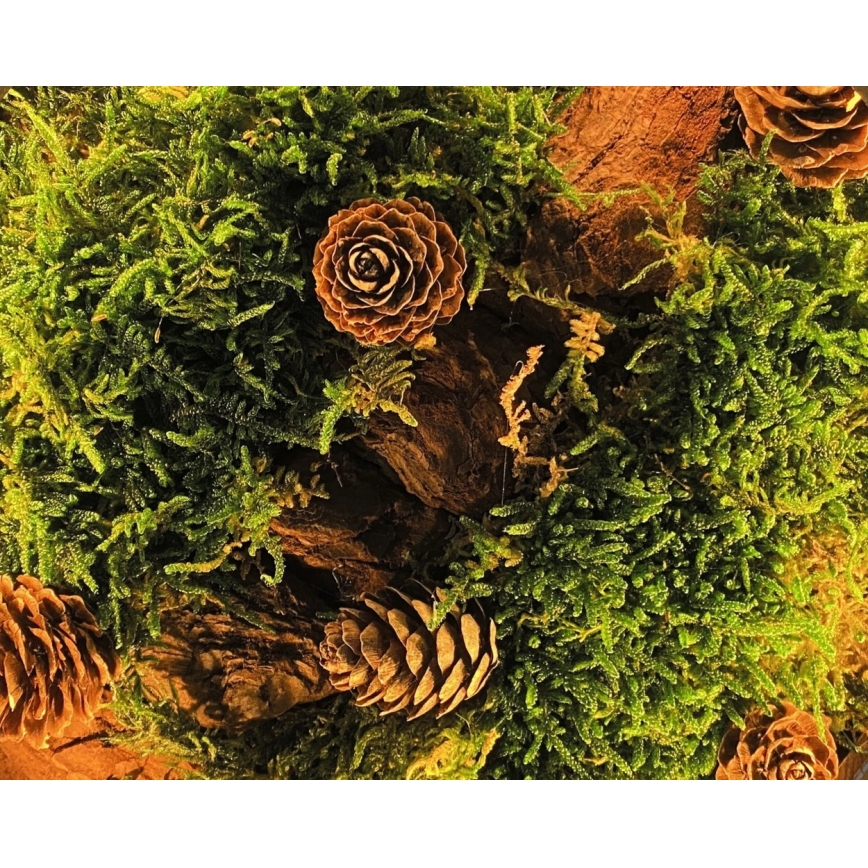 Li-Go 23654 - LED Stmívatelná stolní dekorace LED/12W/230V 20x22 cm ořech/Mechové zátiší