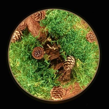 Li-Go 23654 - LED Stmívatelná stolní dekorace LED/12W/230V 20x22 cm ořech/Mechové zátiší