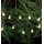 Markslöjd 702991 - LED Vánoční řetěz NALLE 10xLED/3xAA 1,7m teplá bílá